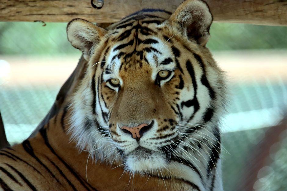 TigerVNC, why remote sessions drop, remote tool deployment at enterprise scale